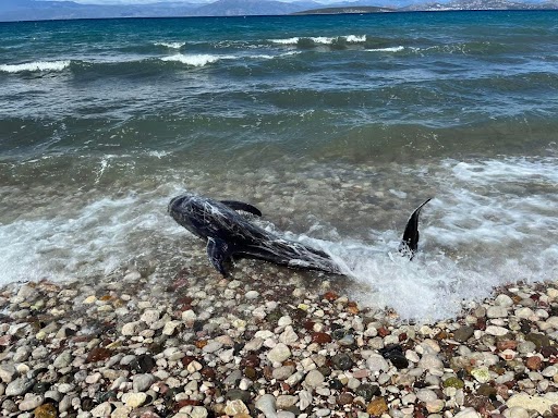 Λουόμενοι έσωσαν δελφίνι στο Ναύπλιο &#8211; Βίντεο και φωτογραφίες